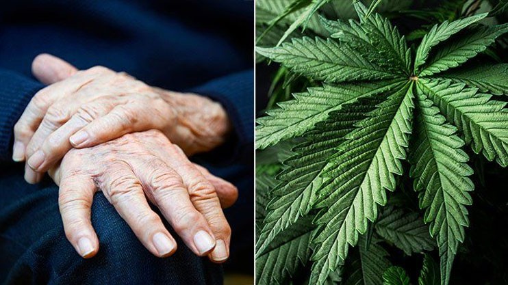 Le CBD peut-il soulager les malades atteints de Parkinson ?